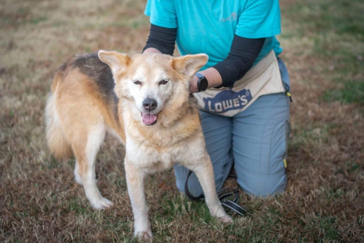 Shyviea, a ADOPTABLE mixed breed in Wappingers Falls, NY image 2/4
