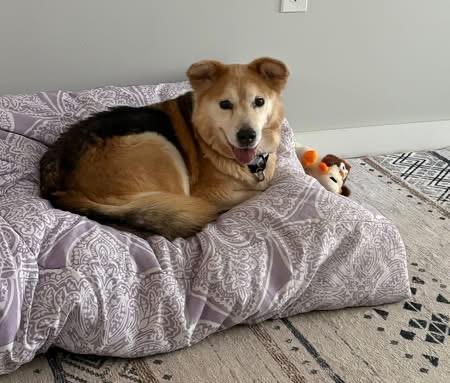 Shyviea, a ADOPTABLE mixed breed in Wappingers Falls, NY image 3/4