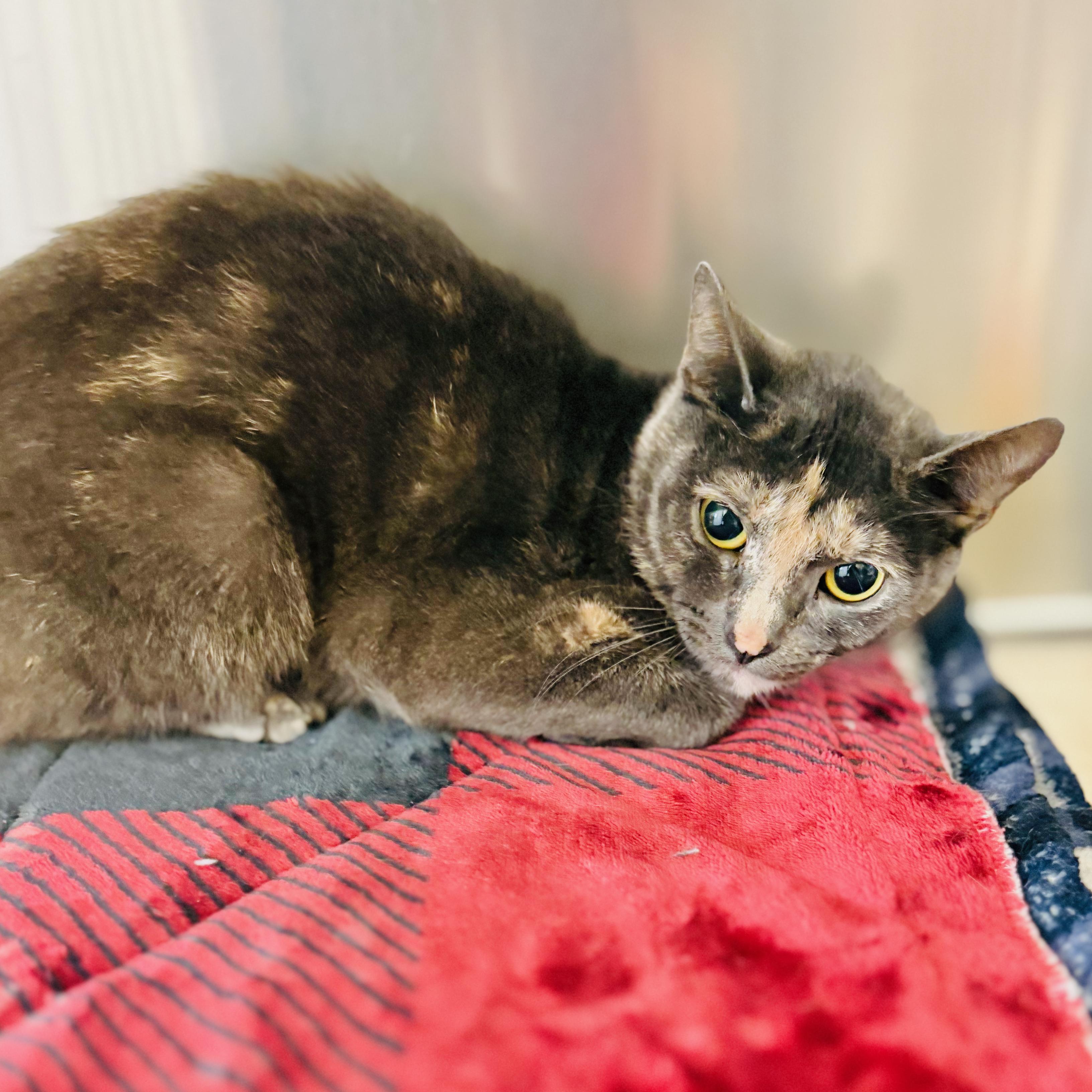 Lindy, an adoptable Domestic Short Hair, American Bobtail in St Stephen, NB, E3L 2X2 | Photo Image 4
