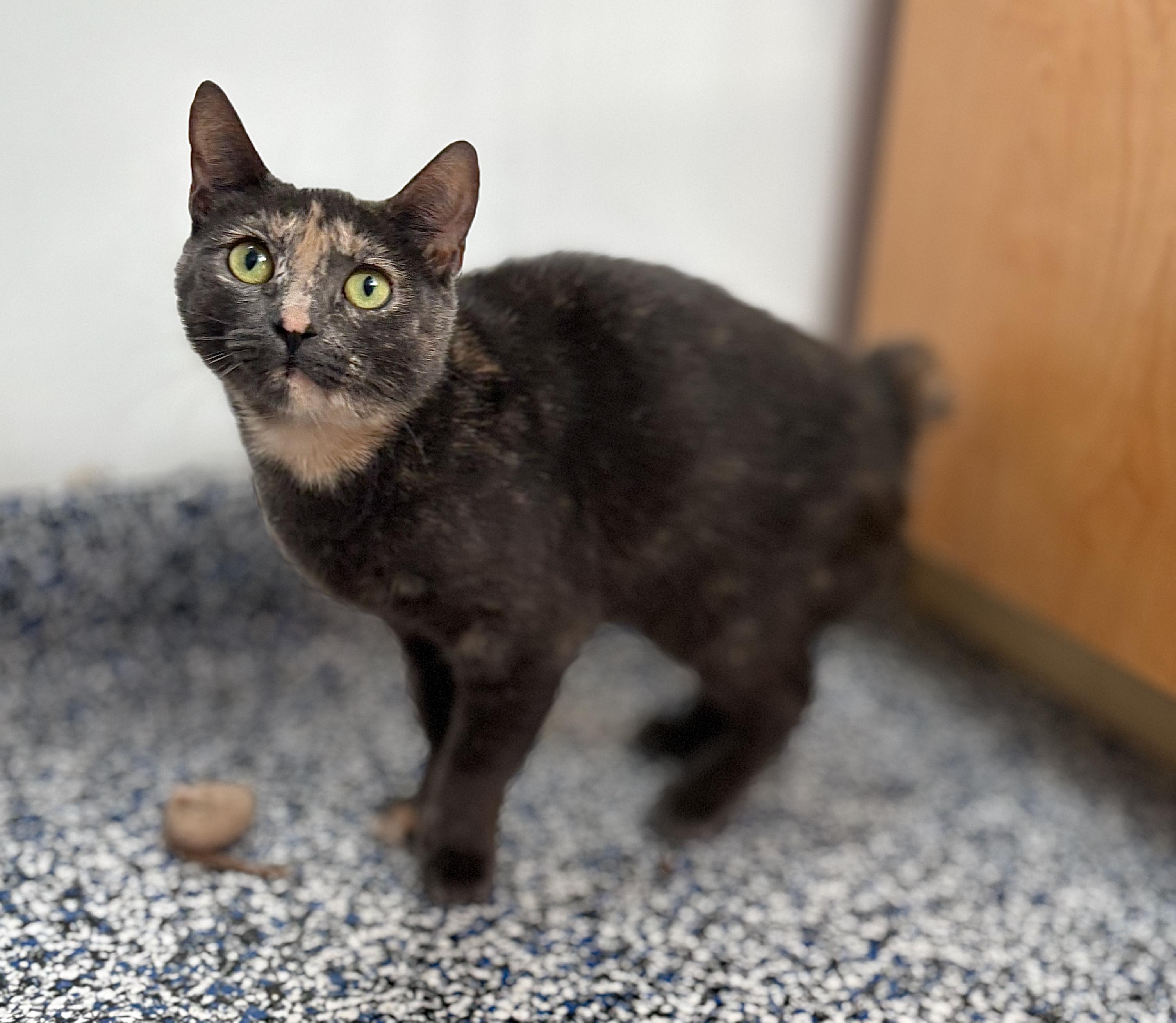 Lindy, Young Female Domestic Short Hair