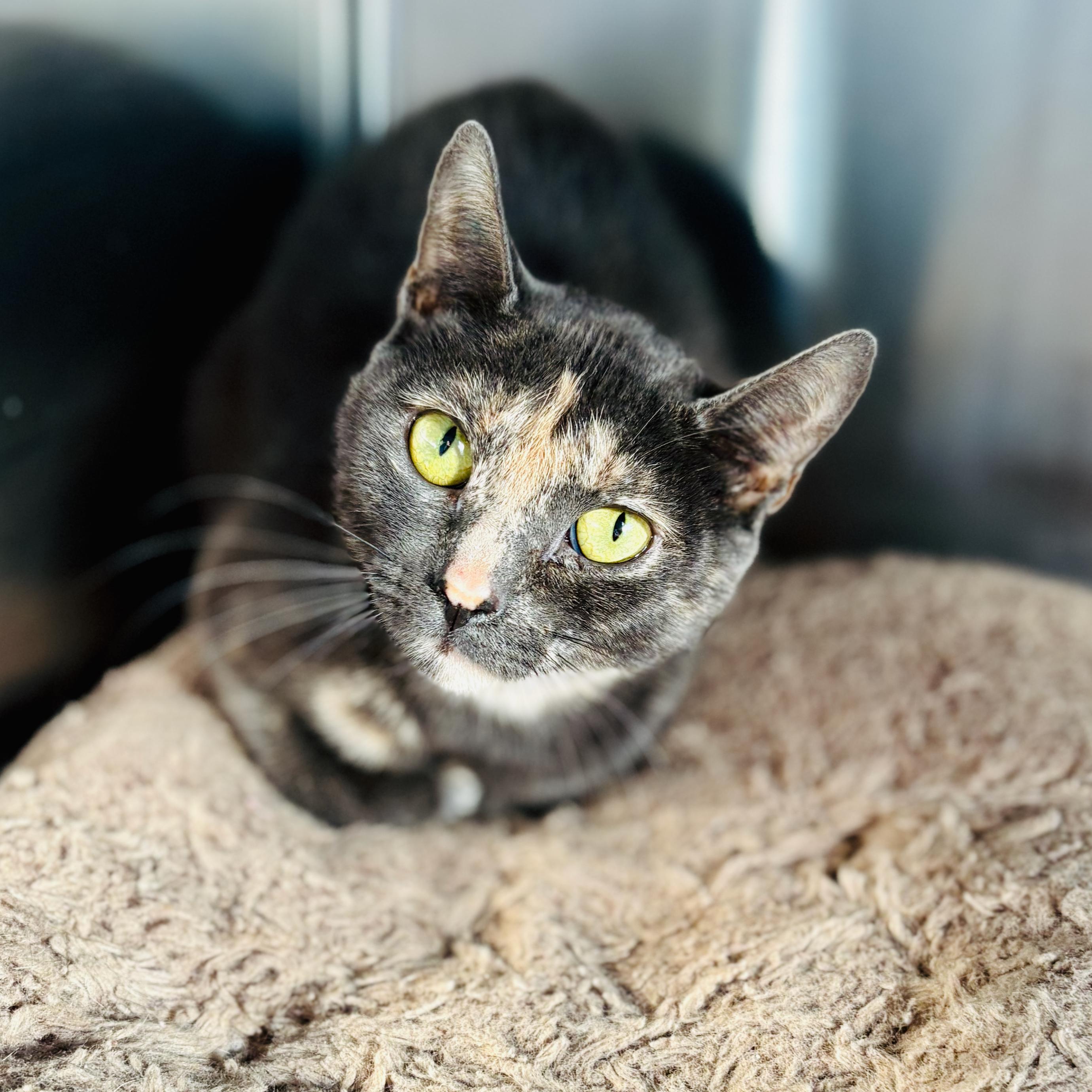 Lindy, an adoptable Domestic Short Hair, American Bobtail in St Stephen, NB, E3L 2X2 | Photo Image 3