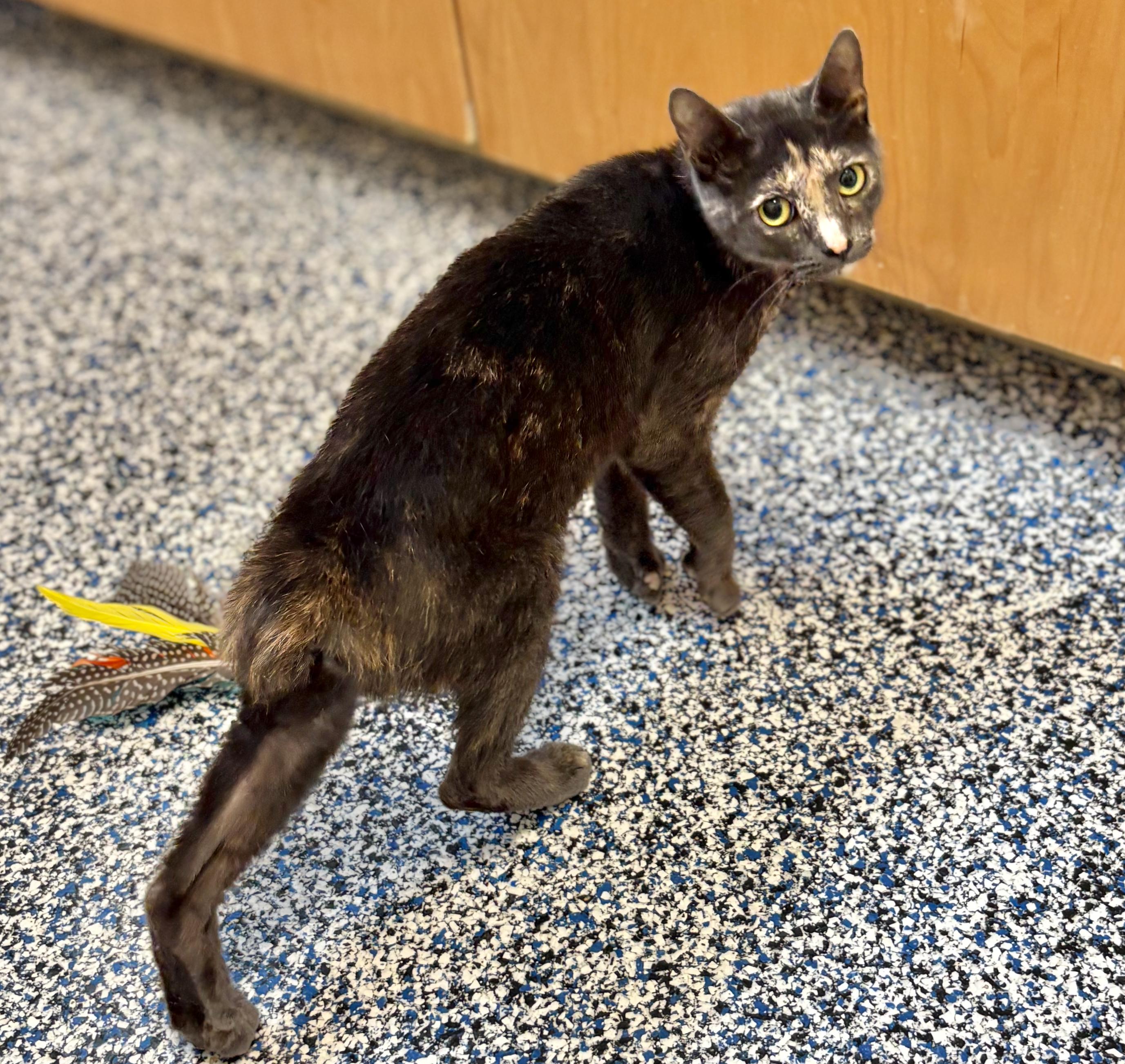 Lindy, an adoptable Domestic Short Hair, American Bobtail in St Stephen, NB, E3L 2X2 | Photo Image 2