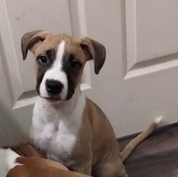 Glover, Adopted, Puppy Male Boxer & Great Dane.
