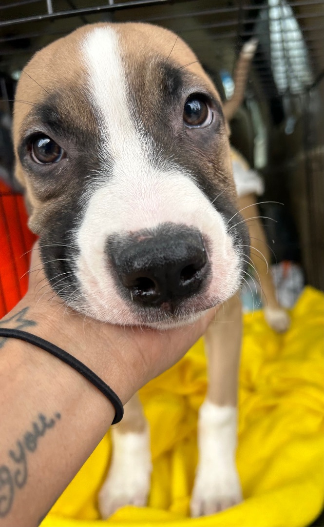 Enlarge Glover, a Adopted mixed breed in Indianapolis, IN image 2/3