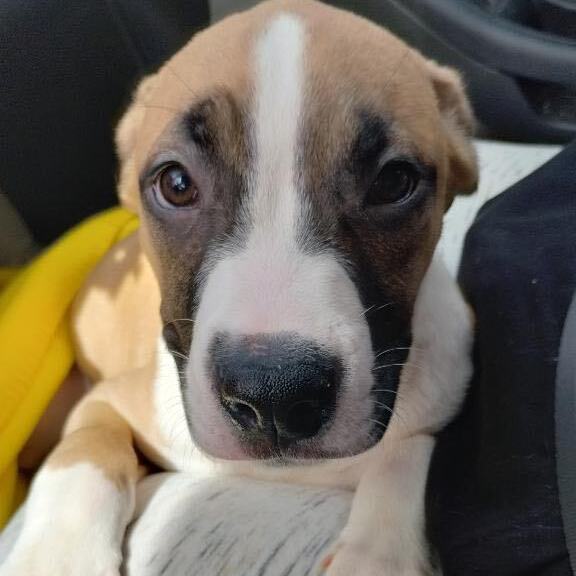 Enlarge Glover, a Adopted mixed breed in Indianapolis, IN image 3/3