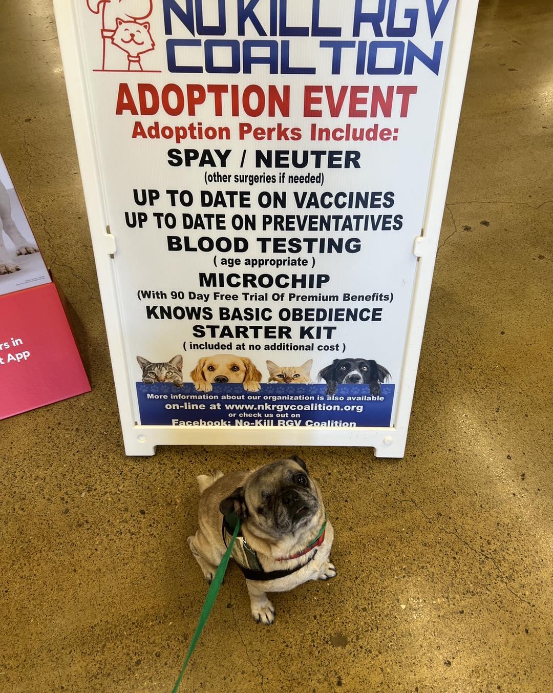 Señor Winky, adopted, Adult Male Pug.