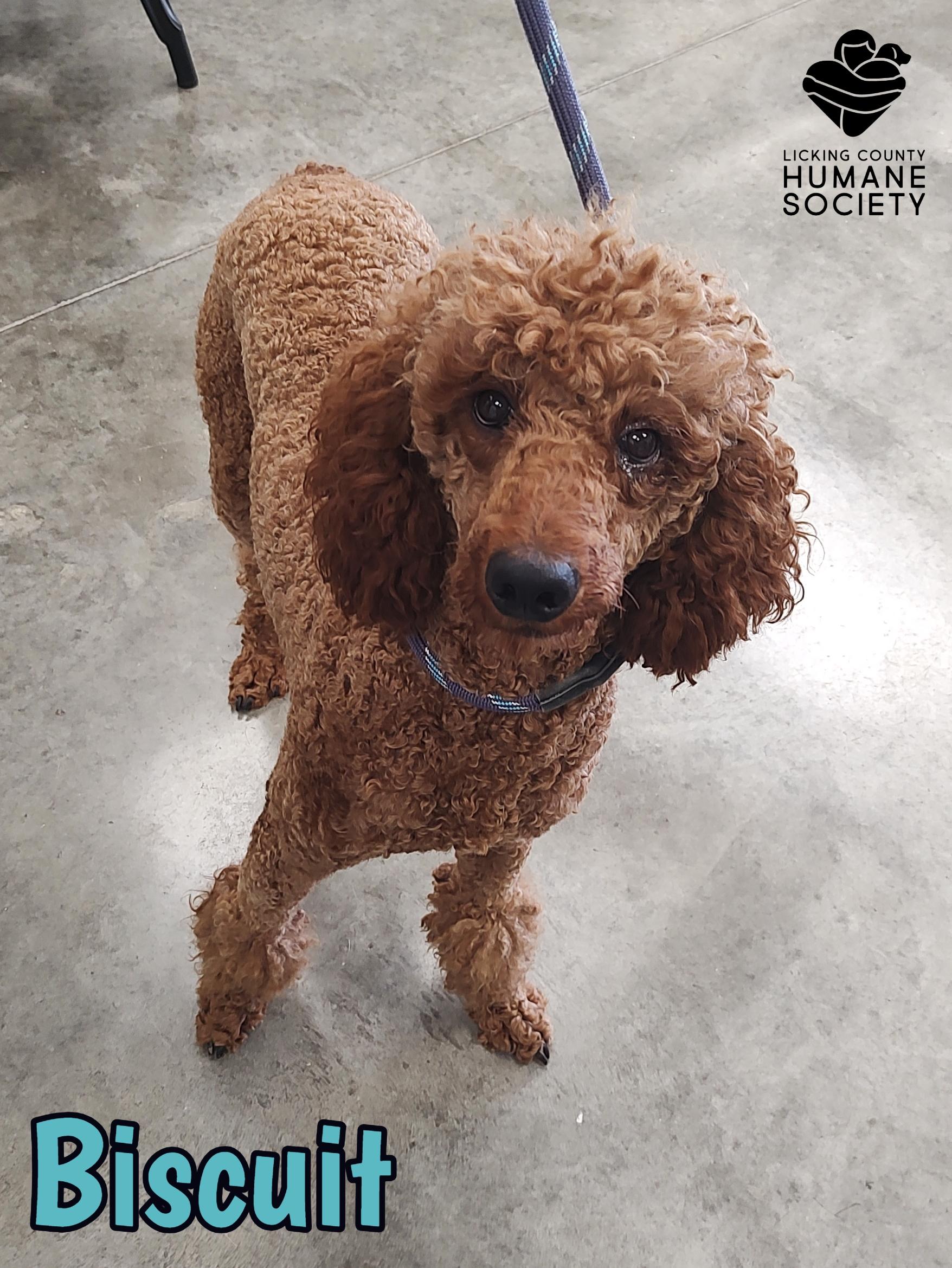 Biscuit