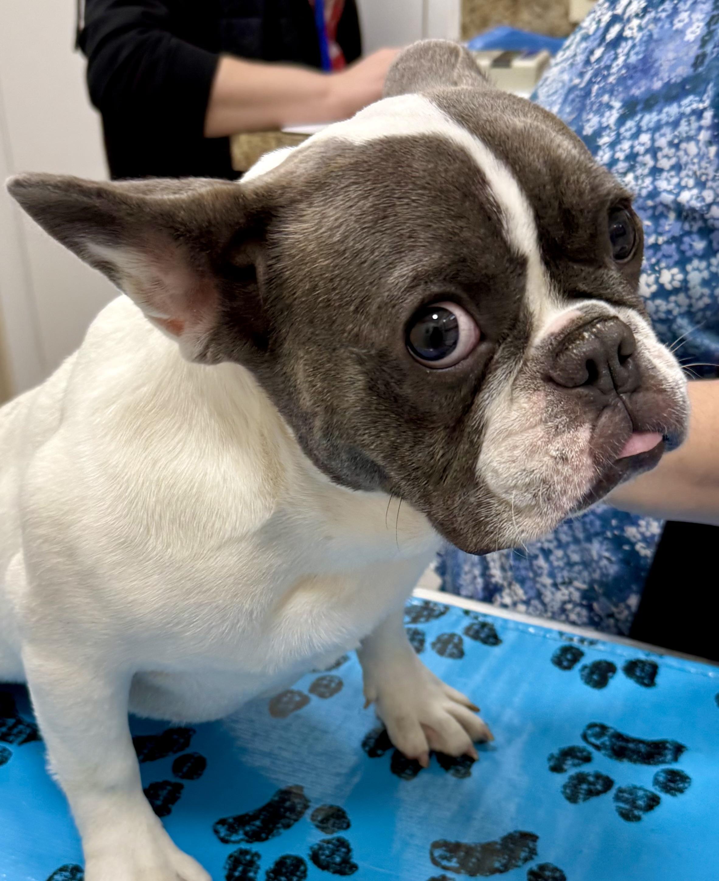 Enlarge Mimi Frenchie Puppy Girl , a ADOPTABLE French Bulldog in Boca Raton, FL image 1/6