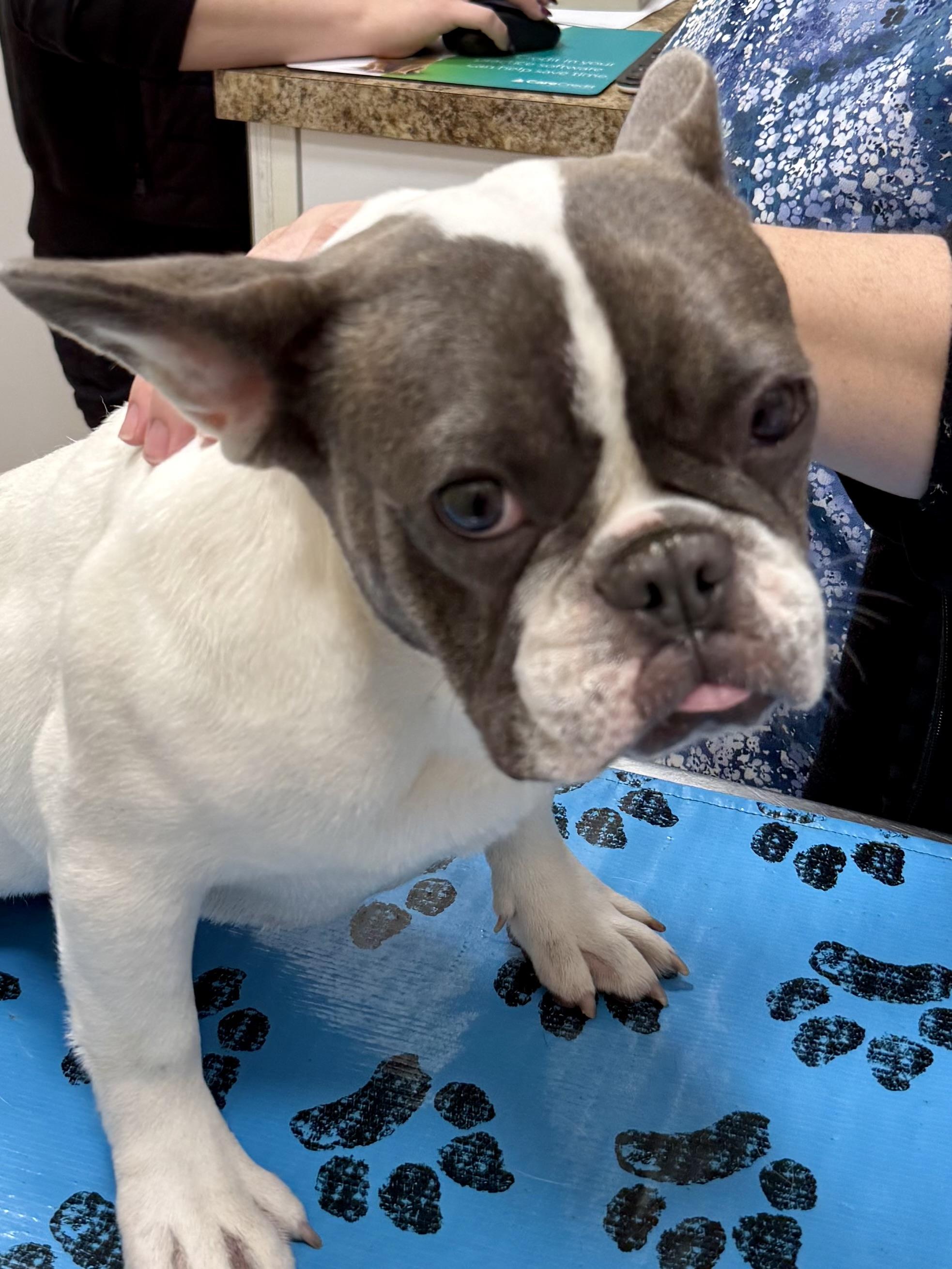 Enlarge Mimi Frenchie Puppy Girl , a ADOPTABLE French Bulldog in Boca Raton, FL image 2/6