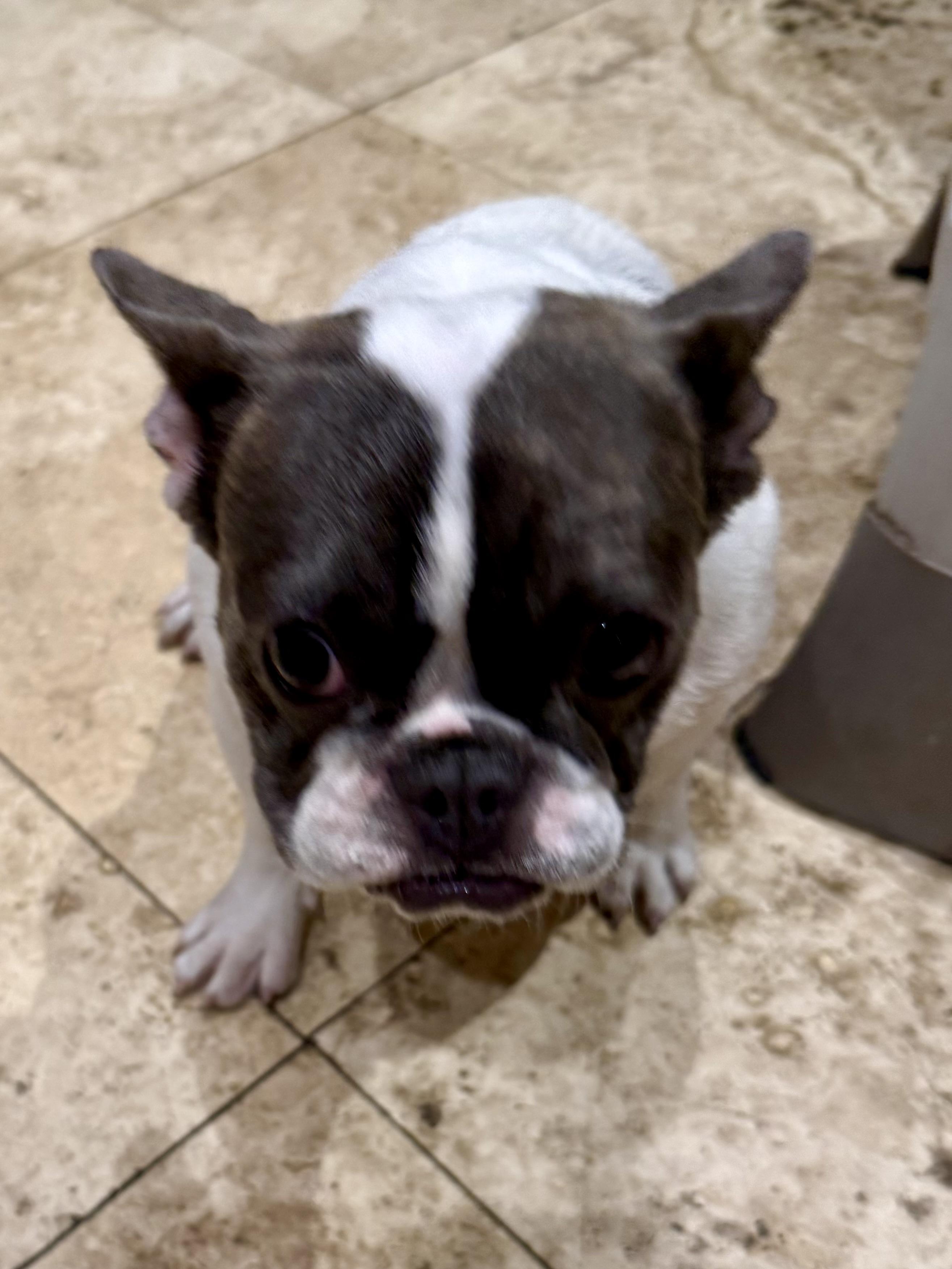 Enlarge Mimi Frenchie Puppy Girl , a ADOPTABLE French Bulldog in Boca Raton, FL image 3/6