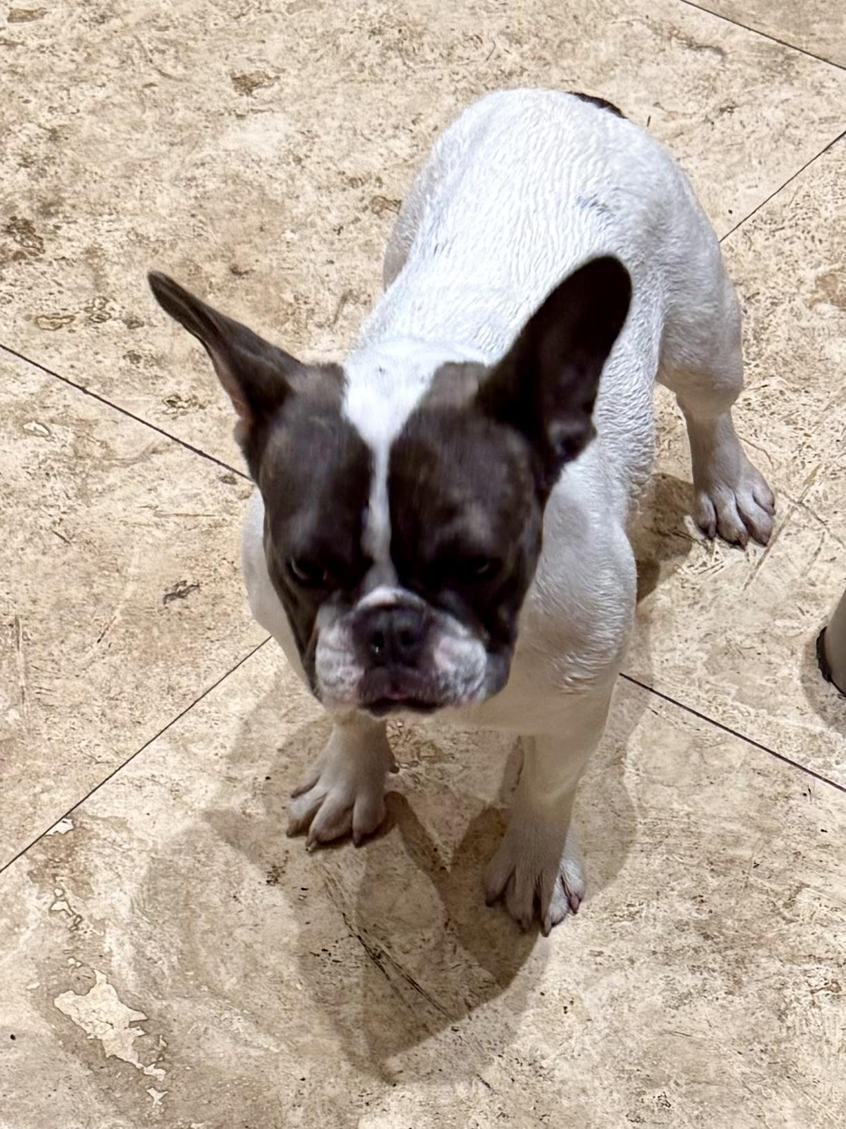 Enlarge Mimi Frenchie Puppy Girl , a ADOPTABLE French Bulldog in Boca Raton, FL image 4/6