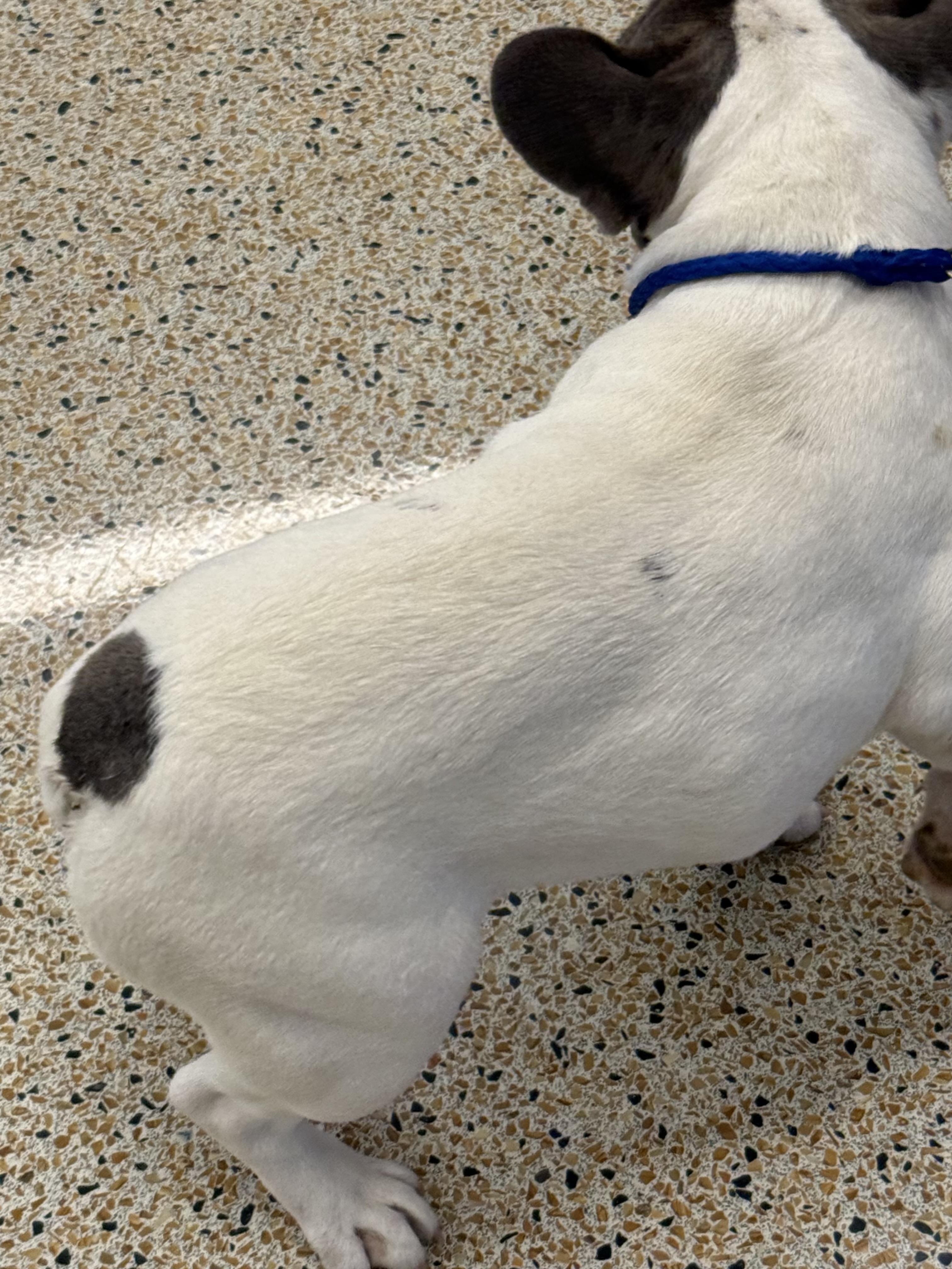 Enlarge Mimi Frenchie Puppy Girl , a ADOPTABLE French Bulldog in Boca Raton, FL image 5/6