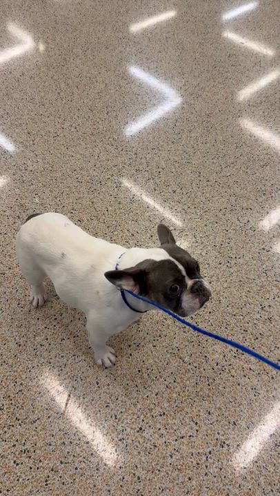 Enlarge Mimi Frenchie Puppy Girl , a ADOPTABLE French Bulldog in Boca Raton, FL video 6/6