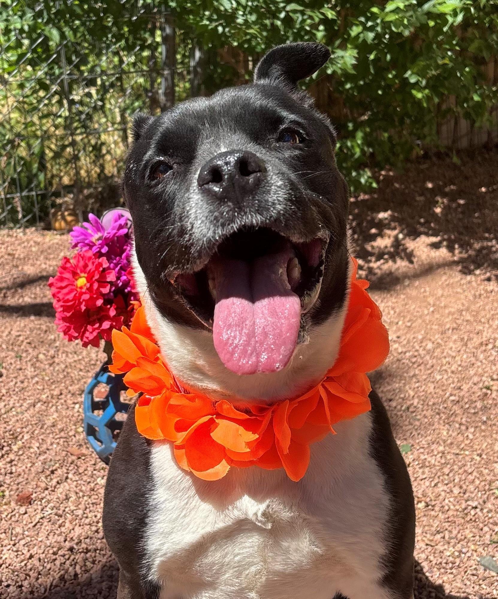 Enlarge Lil Luna, a Adoptable Pit Bull Terrier in Payson, AZ image 1/7