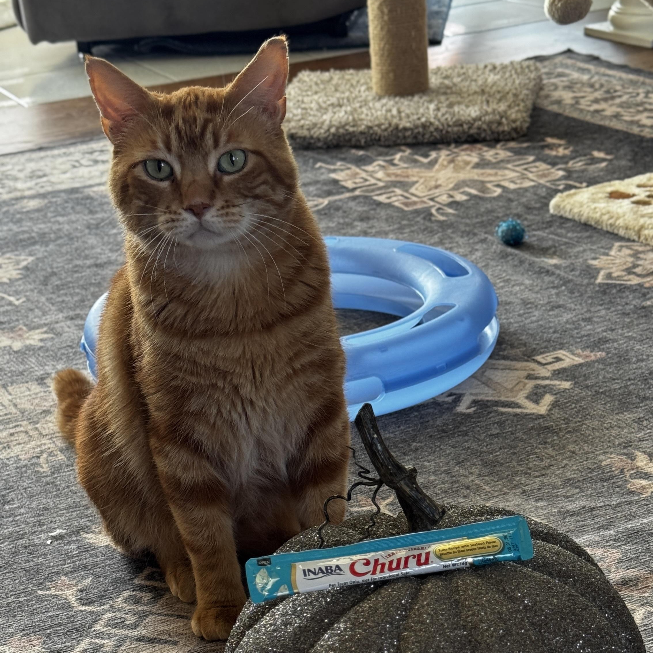 Enlarge Morris, a Adoptable Domestic Short Hair in Mineral Point, WI image 5/6