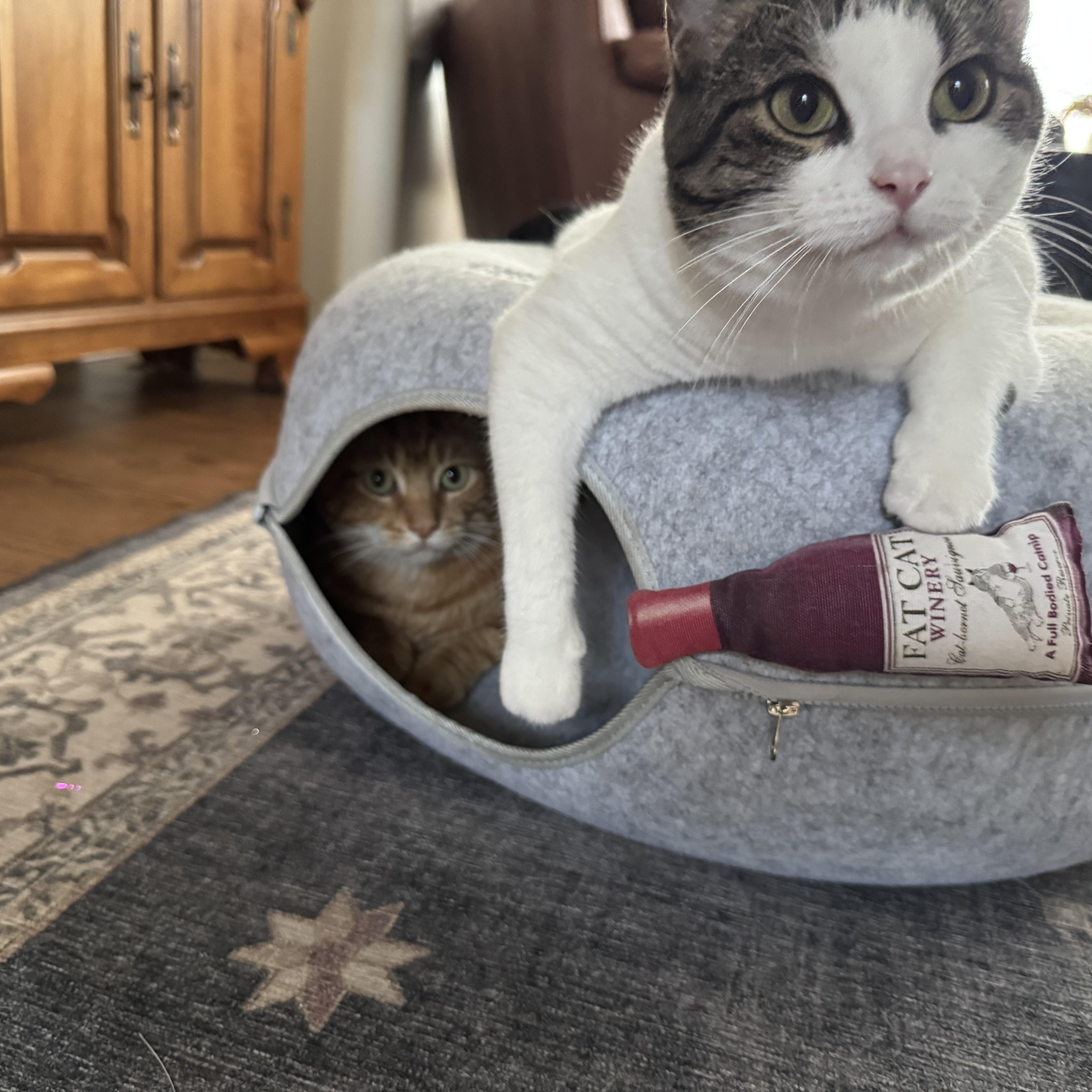 Enlarge Morris, a Adoptable Domestic Short Hair in Mineral Point, WI image 4/6