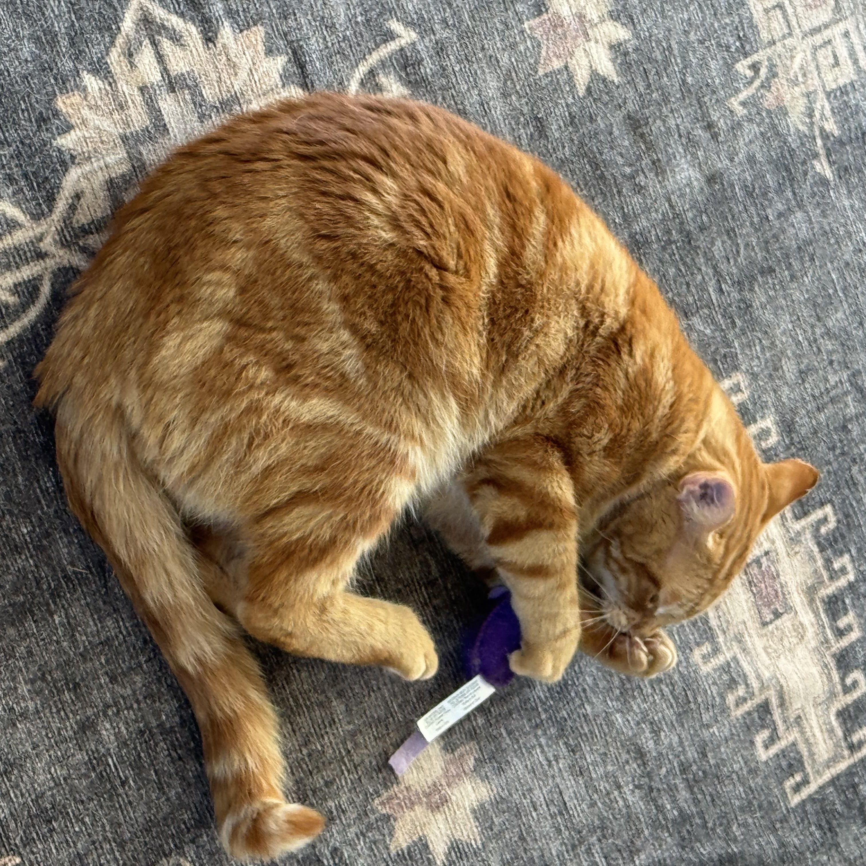 Enlarge Morris, a Adoptable Domestic Short Hair in Mineral Point, WI image 2/6