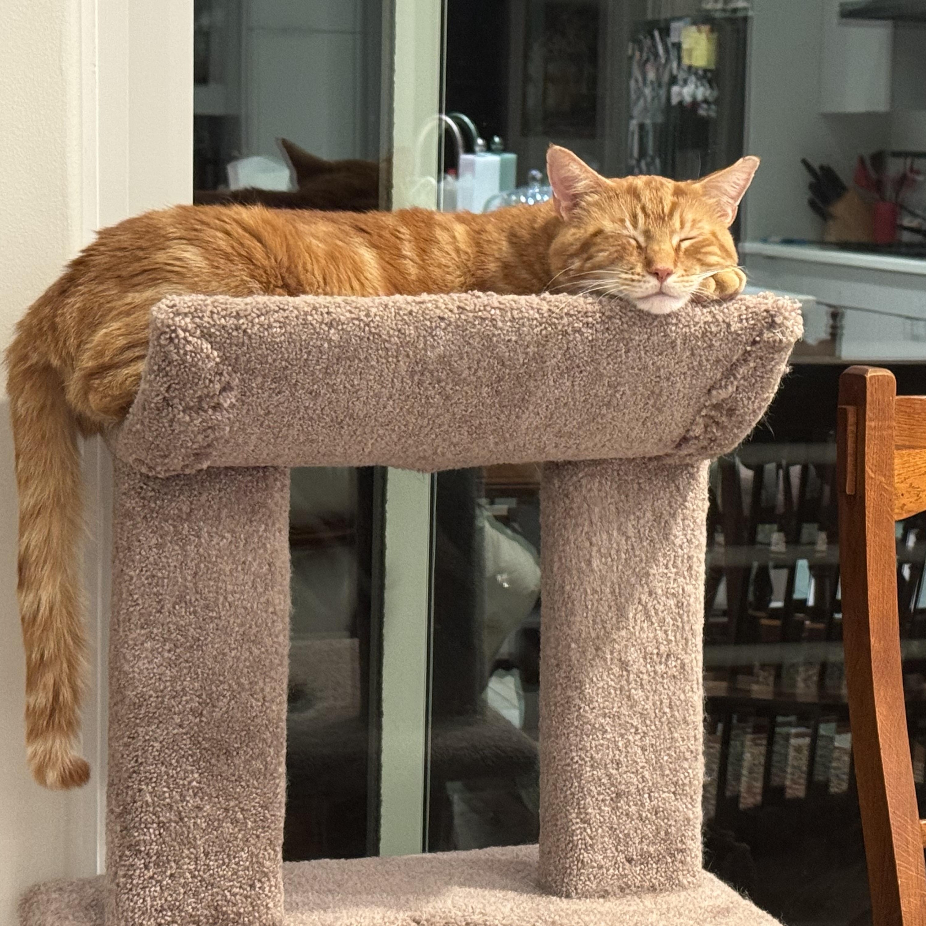 Enlarge Morris, a Adoptable Domestic Short Hair in Mineral Point, WI image 6/6