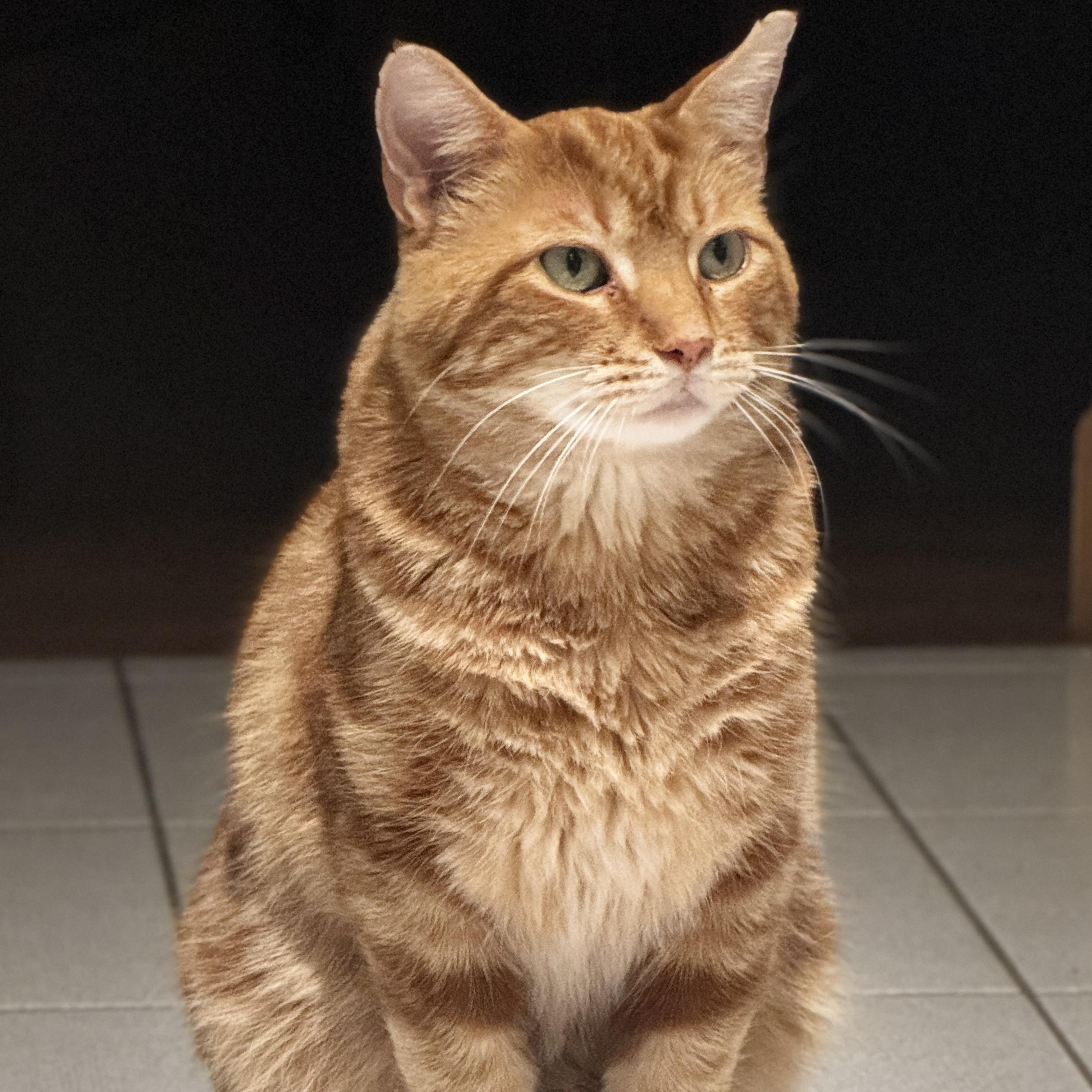 Enlarge Morris, a Adoptable Domestic Short Hair in Mineral Point, WI image 3/6