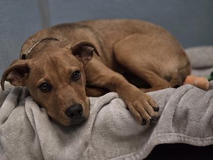 Bruno, a Adoptable mixed breed in Woodbury, MN image 1/3