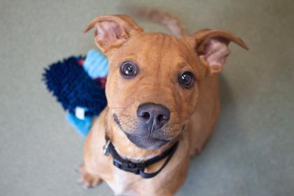 Bruno, a Adoptable mixed breed in Woodbury, MN image 2/3