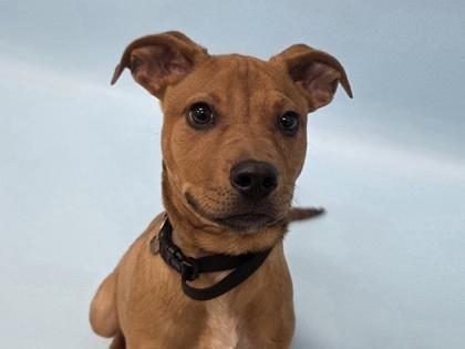 Bruno, a Adoptable mixed breed in Woodbury, MN image 3/3
