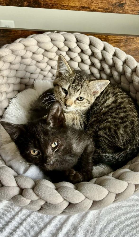 Enlarge Jeramine JJ, a Adoptable Domestic Short Hair in Harpers Ferry, WV image 1/1