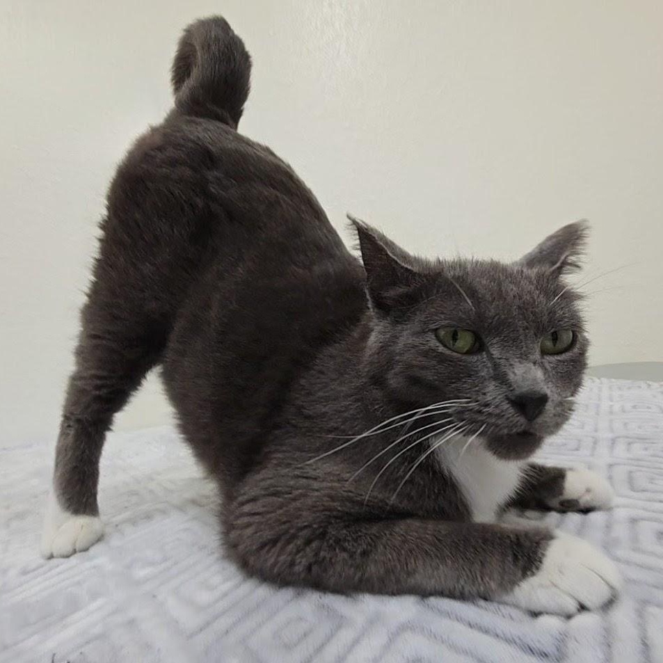 Jade, ADOPTABLE, Adult Female Domestic Short Hair.