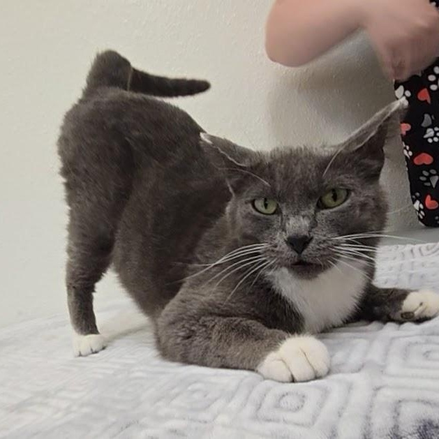 Jade, a ADOPTABLE Domestic Short Hair in Red Wing, MN image 2/4