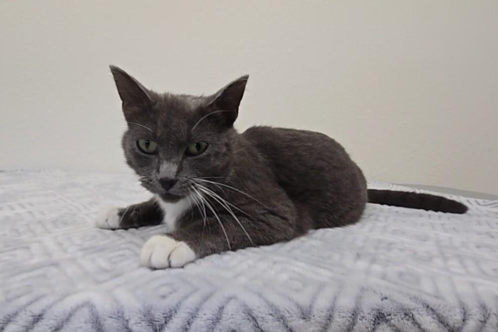 Jade, a ADOPTABLE Domestic Short Hair in Red Wing, MN image 4/4