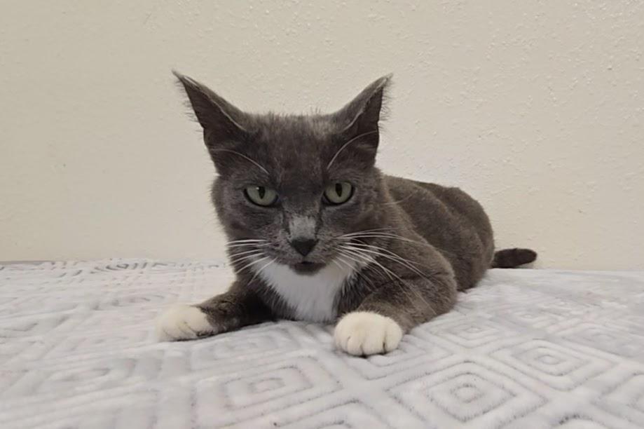 Jade, a ADOPTABLE Domestic Short Hair in Red Wing, MN image 3/4
