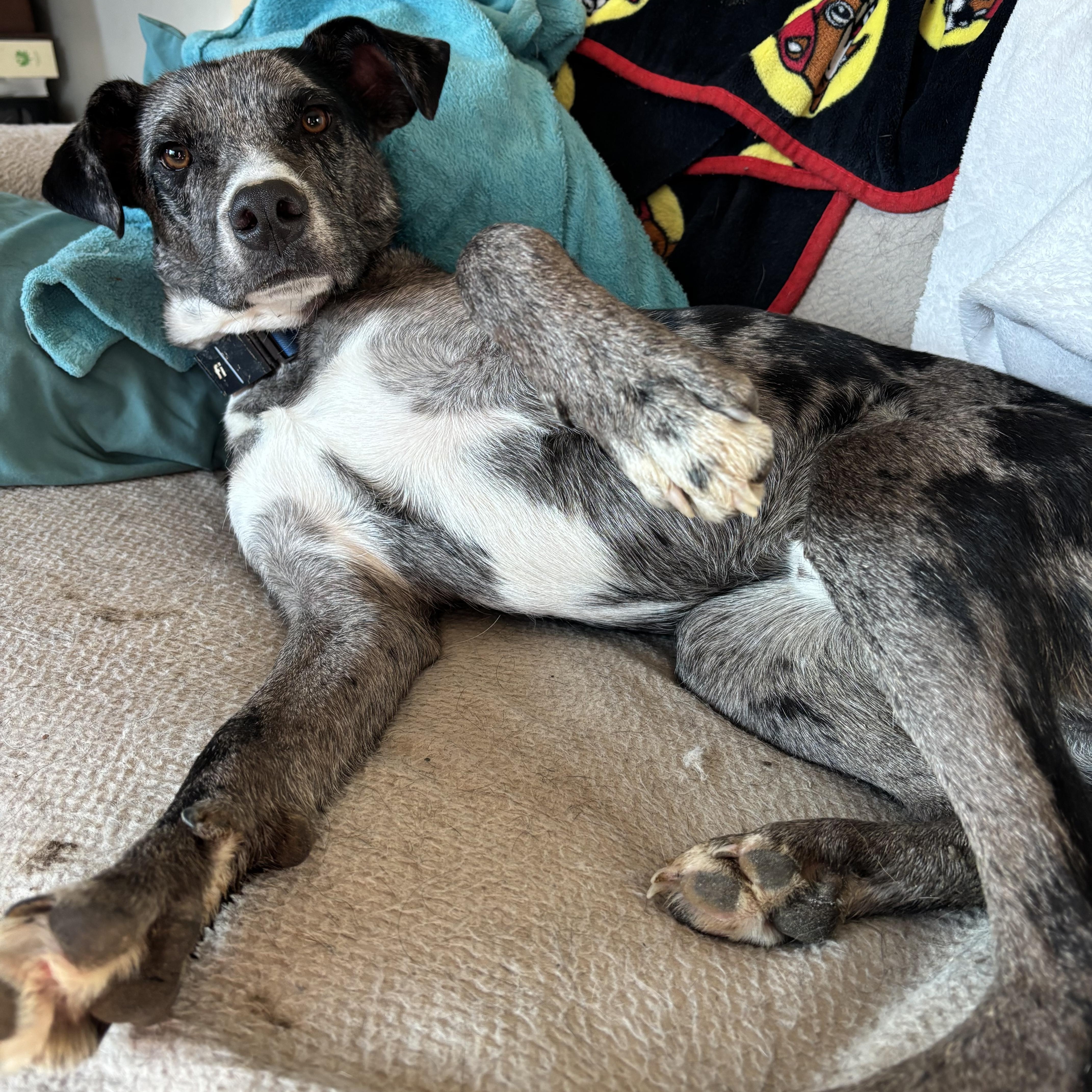 Blue, a Adoptable Catahoula Leopard Dog in Adrian, MI image 6/6