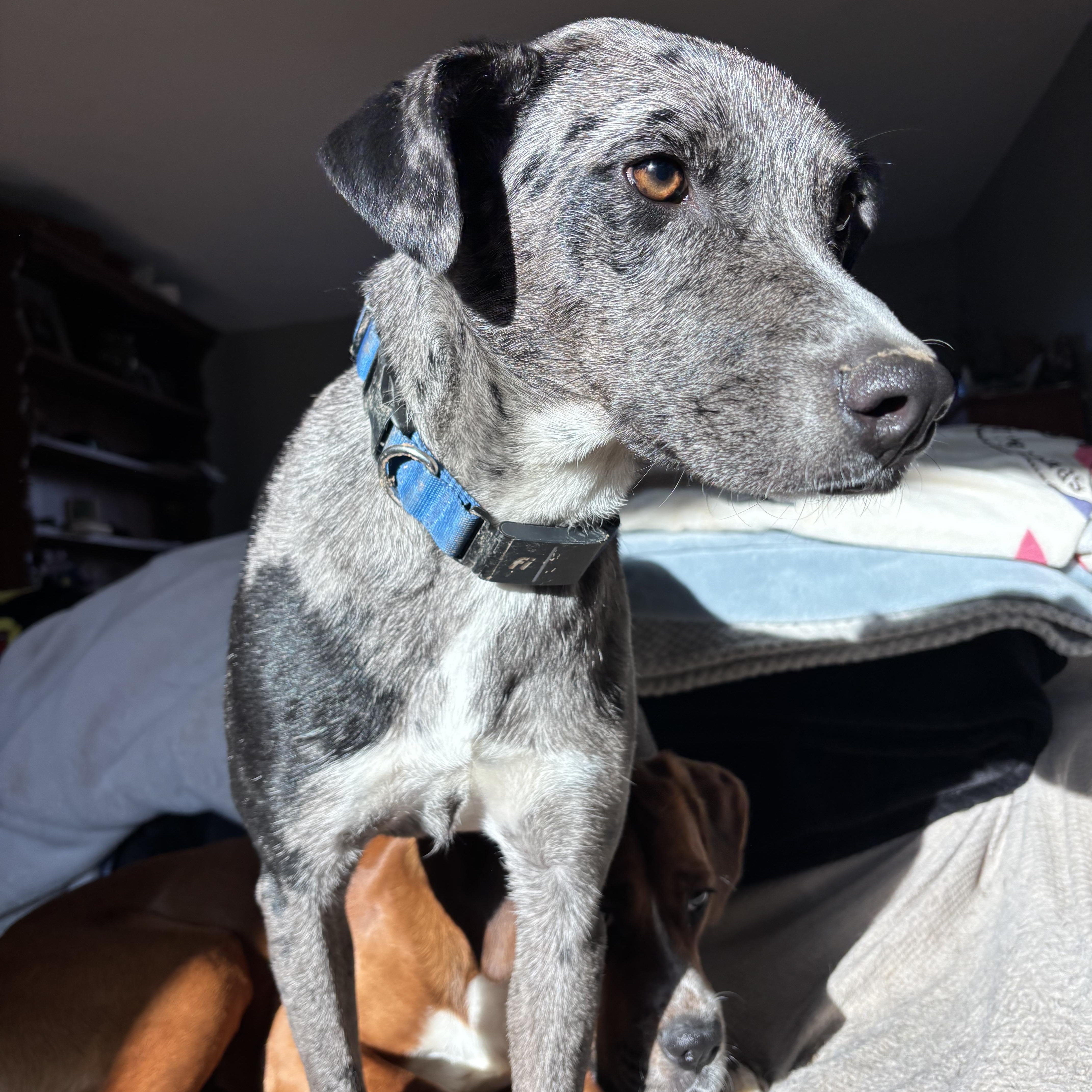 Blue, Adoptable, Young Male Catahoula Leopard Dog.