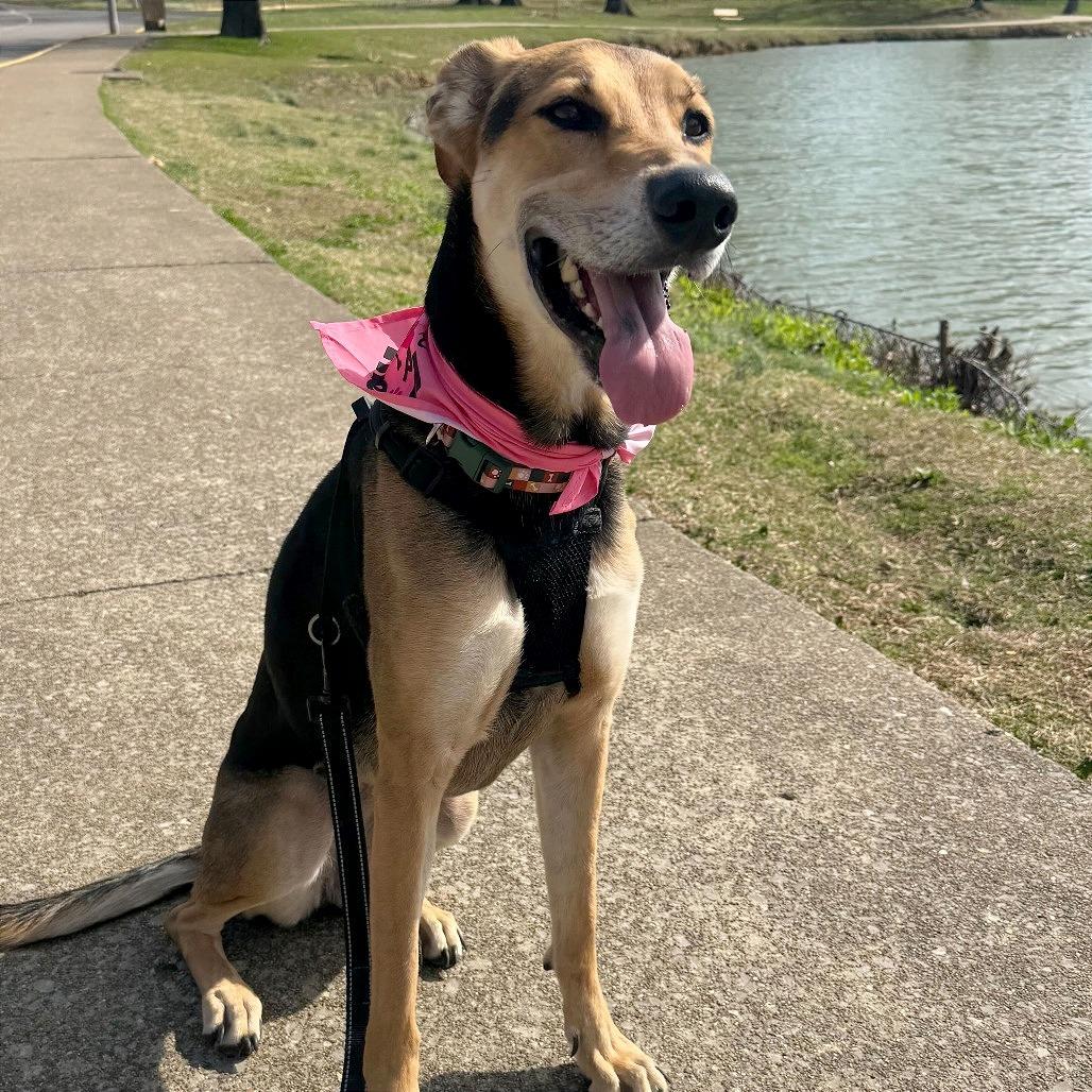 Pennie, Adoptable, Adult Female Coonhound & Greyhound.