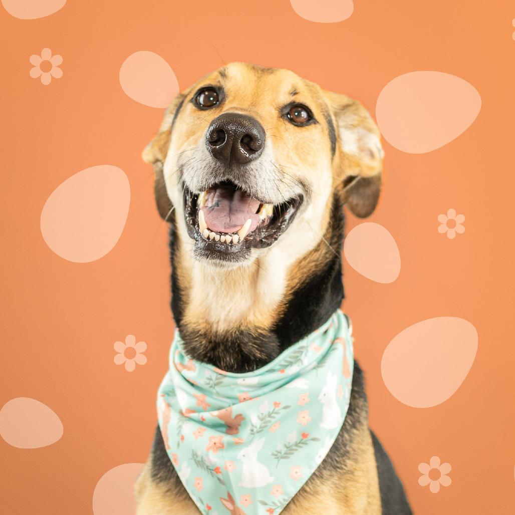 Pennie, Adoptable, Adult Female Coonhound & Greyhound.