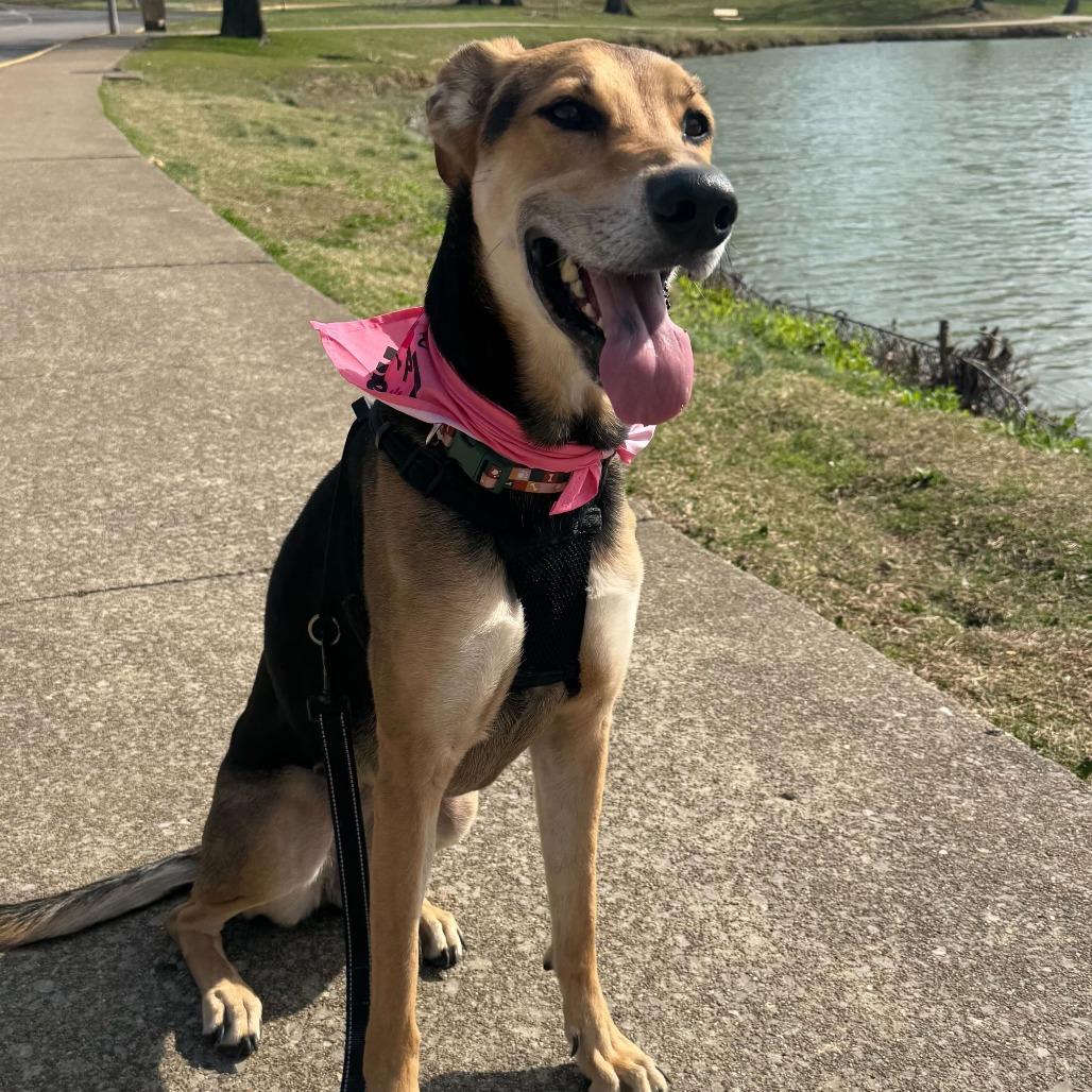 Pennie, a Adoptable mixed breed in Evansville, IN image 2/6