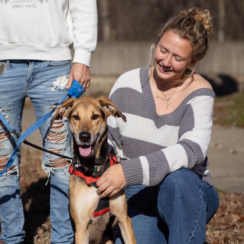 Pennie, a Adoptable mixed breed in Evansville, IN image 3/6