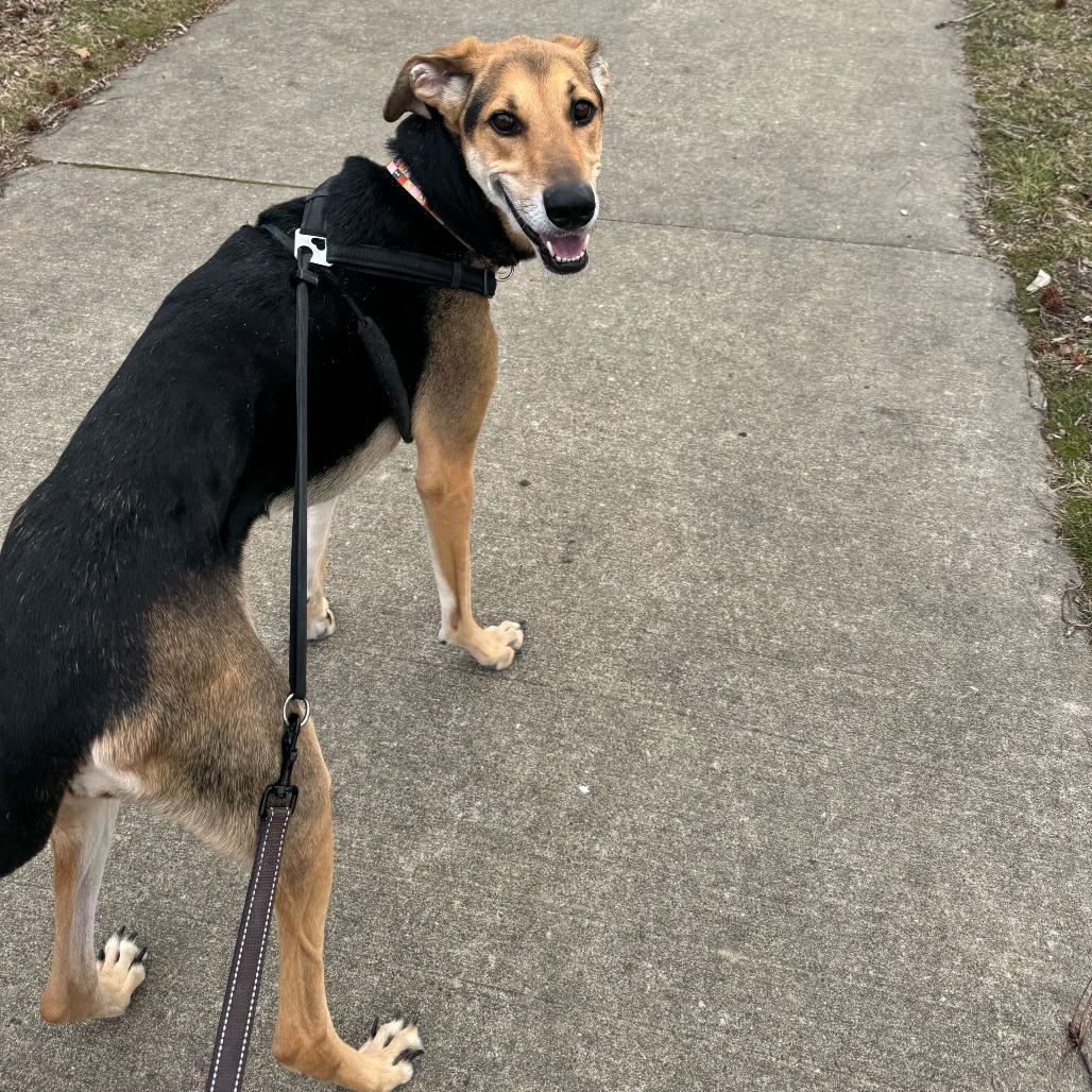 Pennie, a Adoptable mixed breed in Evansville, IN image 4/6