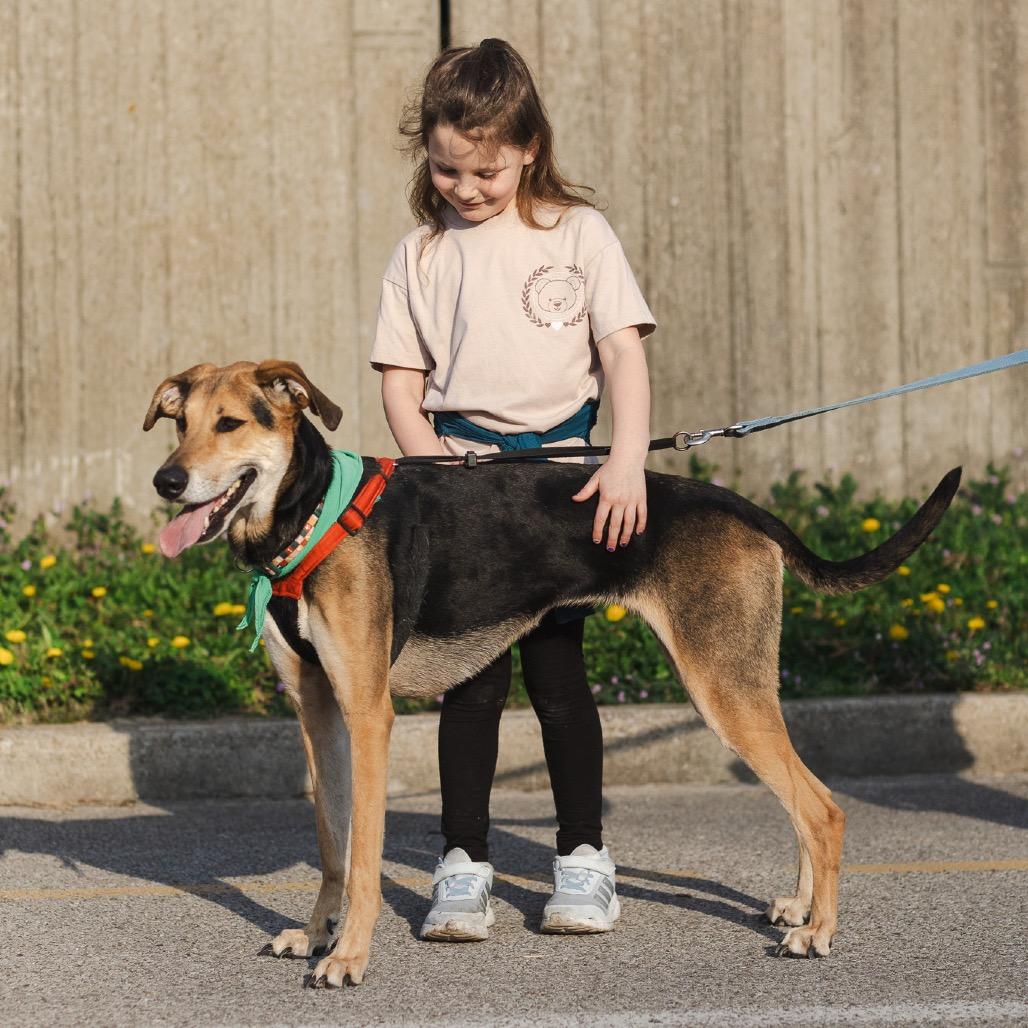 Pennie, a Adoptable mixed breed in Evansville, IN image 5/6