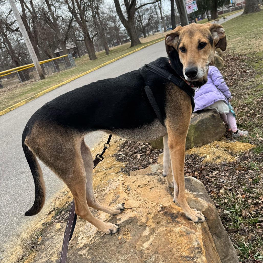 Pennie, a Adoptable mixed breed in Evansville, IN image 6/6