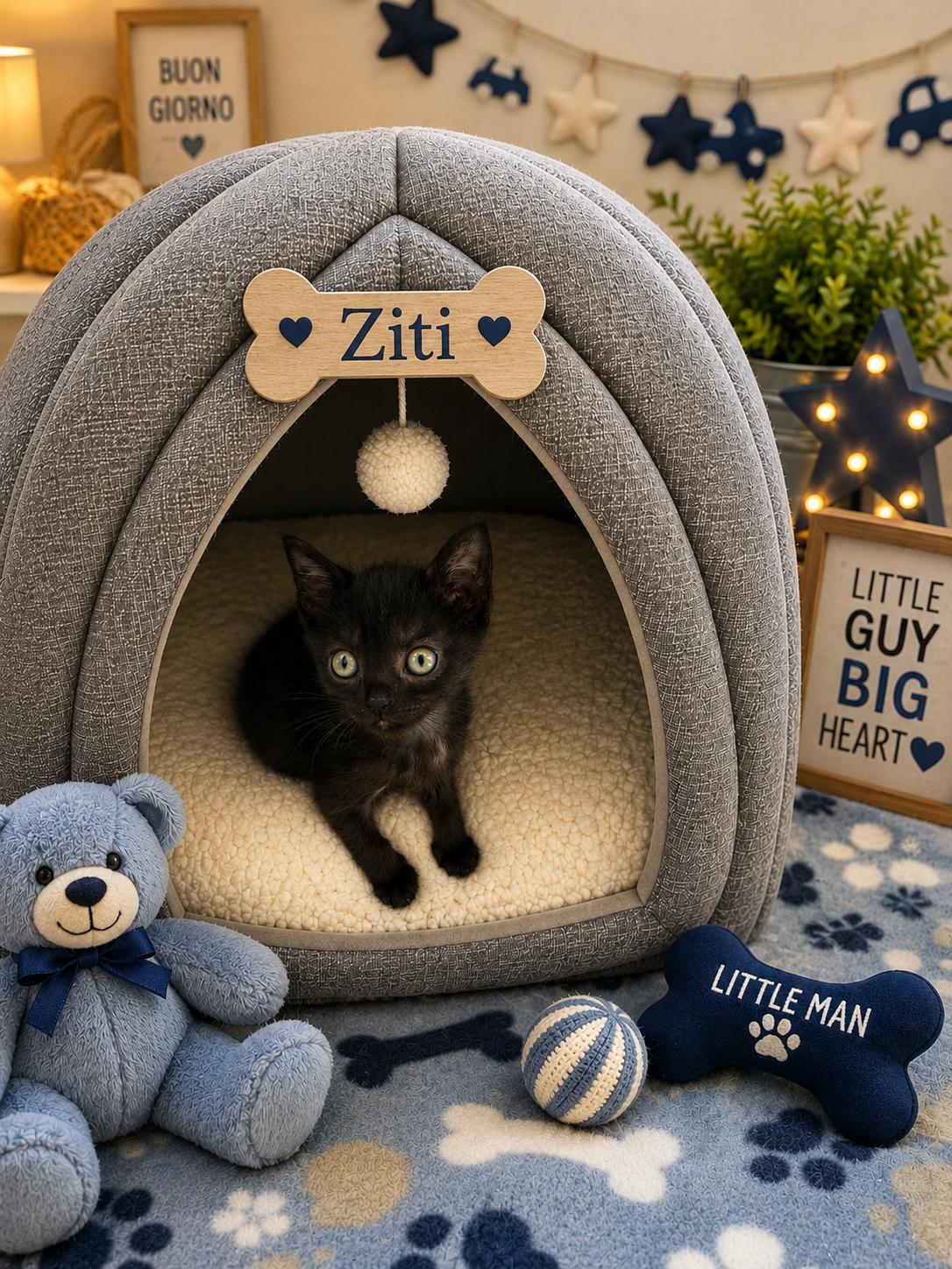 Ziti, Adoptable, Kitten Male Domestic Short Hair & Bombay.