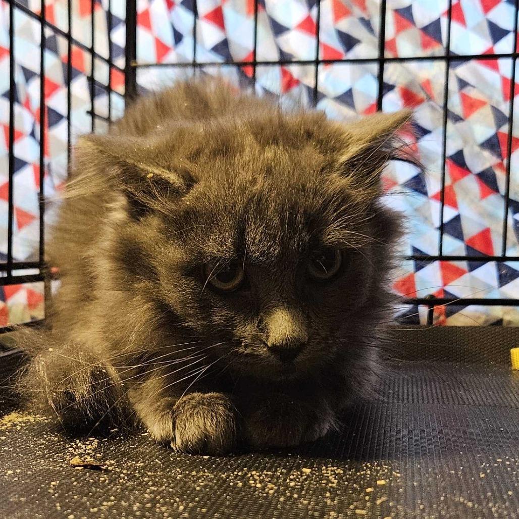 Enlarge Daffodil FC Sandy T, a Adoptable Domestic Medium Hair in Union, MO image 1/1