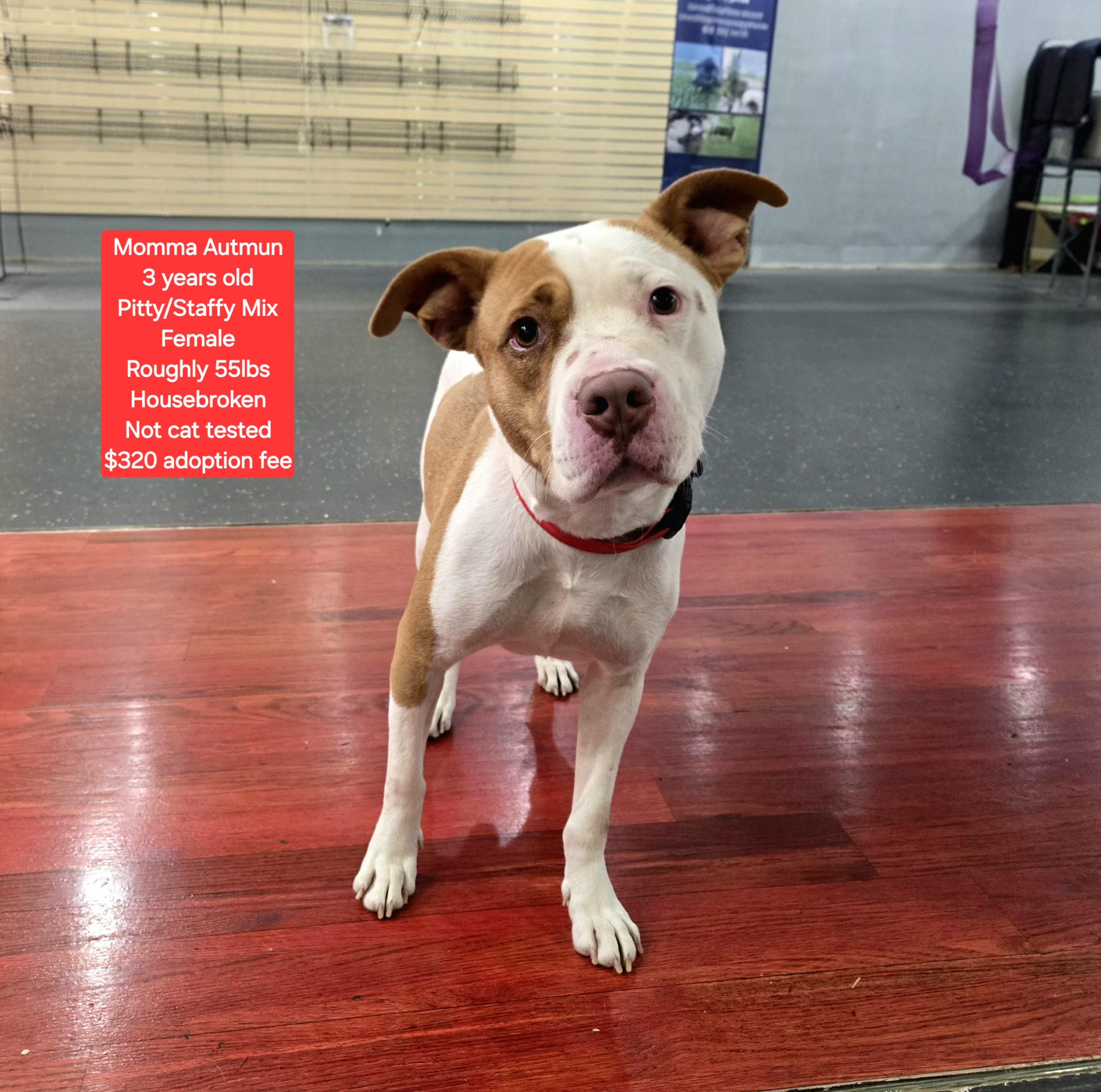 Momma Autumn , ADOPTABLE, Adult Female Staffordshire Bull Terrier & Pit Bull Terrier.