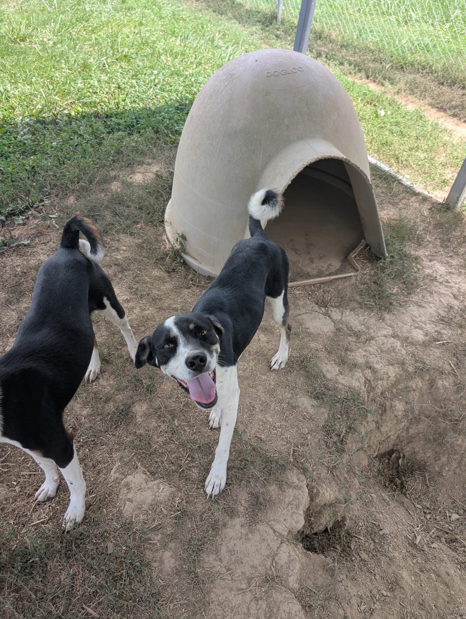 Enlarge Flash, a Adoptable mixed breed in Rutledge, TN image 1/1