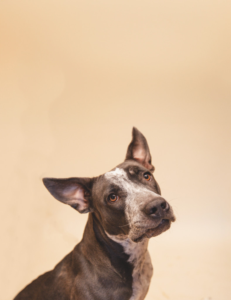 Dog for adoption Maci, an Australian Cattle Dog / Blue Heeler