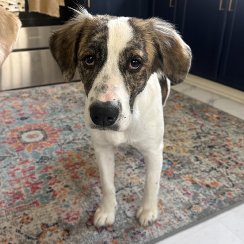 Dog for adoption Minnie Mouse, a Hound Mix in Jamaica Plain, MA