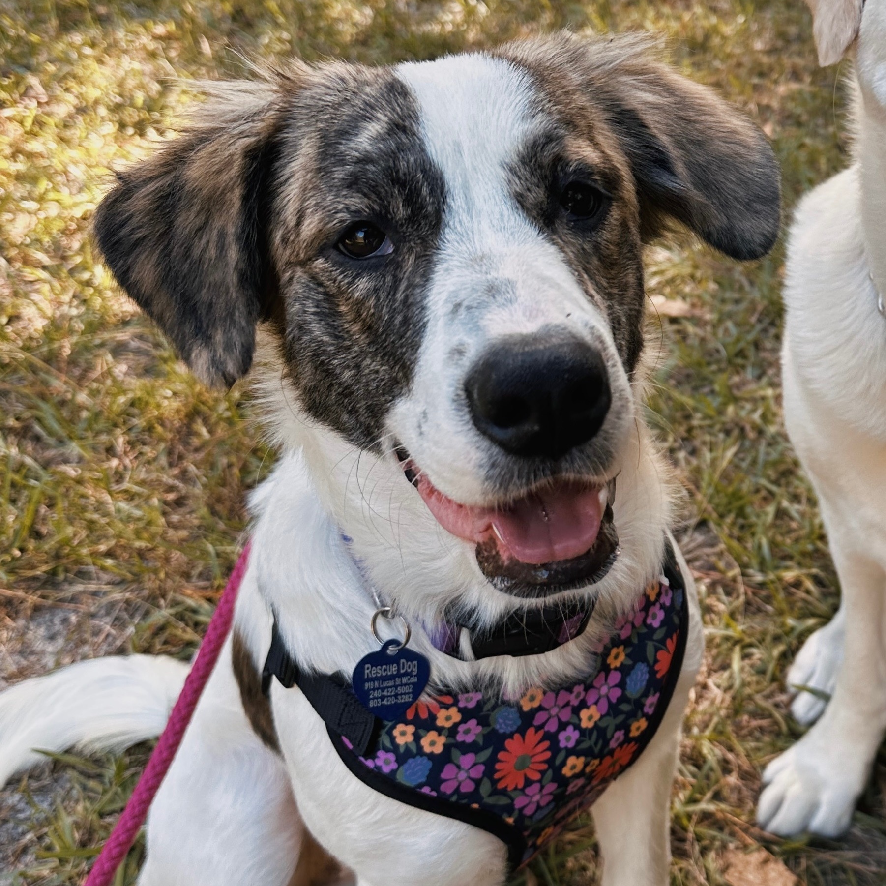 Dog for adoption Minnie Mouse, a Hound Mix in Jamaica Plain, MA