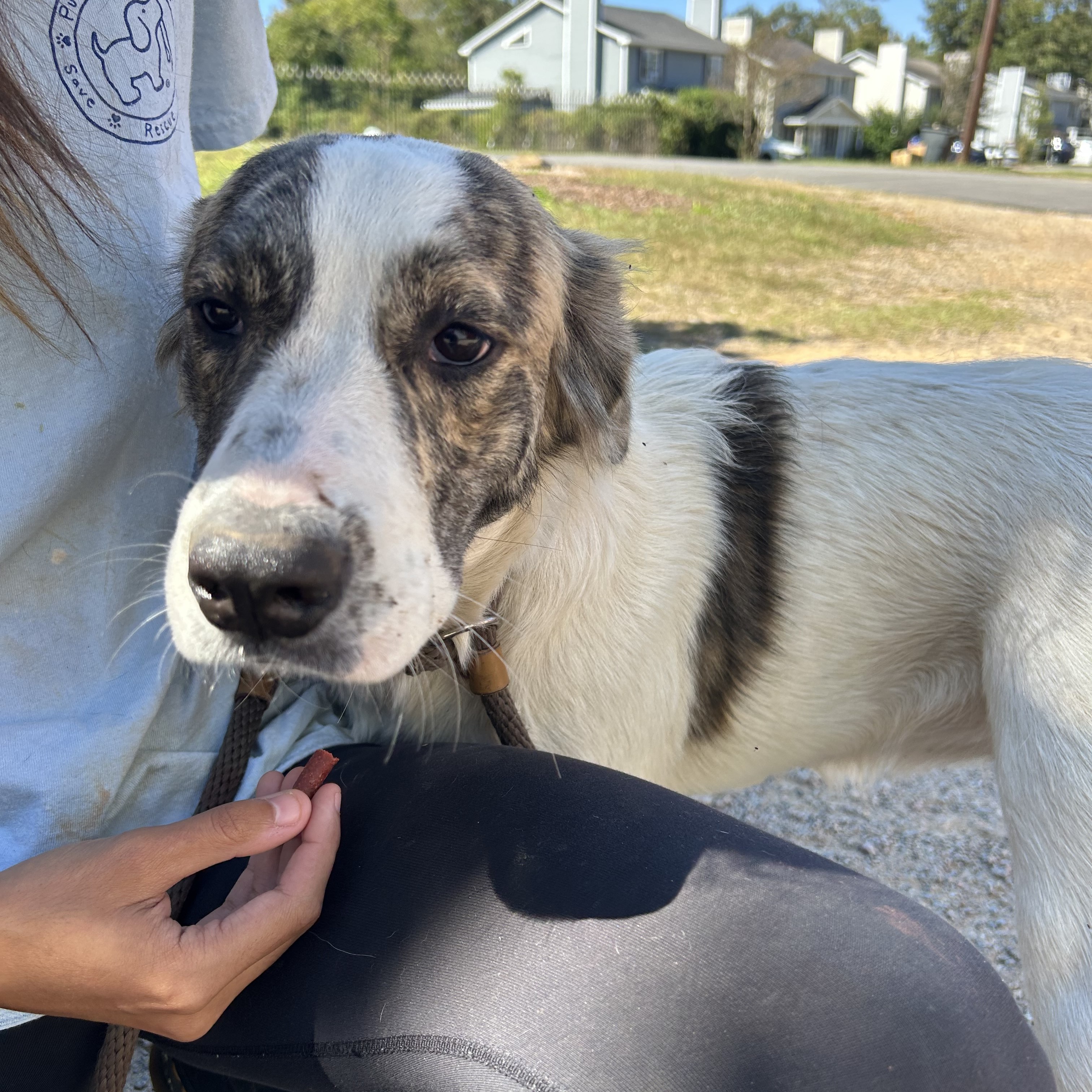 Dog for adoption Minnie Mouse, a Hound Mix in Jamaica Plain, MA