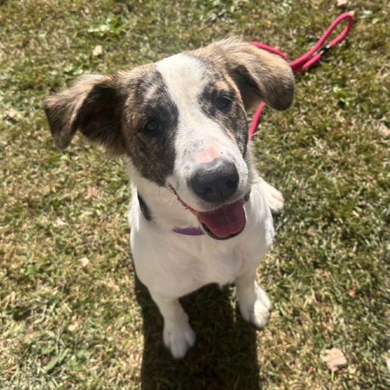 Dog for adoption Minnie Mouse, a Hound Mix in Jamaica Plain, MA