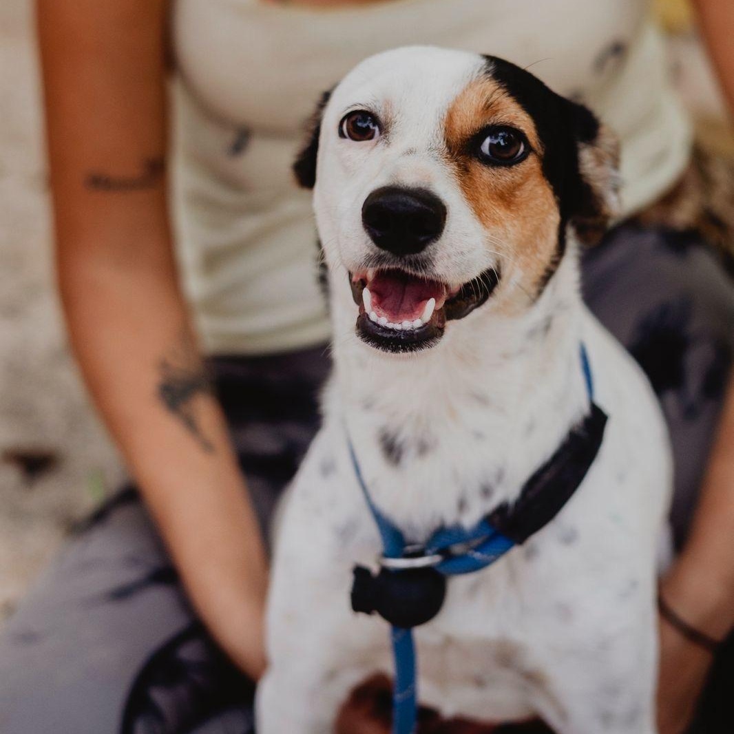 Enlarge Samsura, a ADOPTABLE mixed breed in New York, NY image 1/6